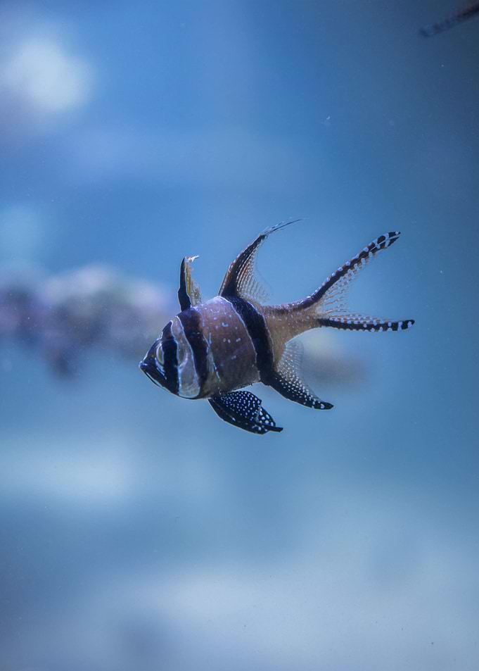 fish art
