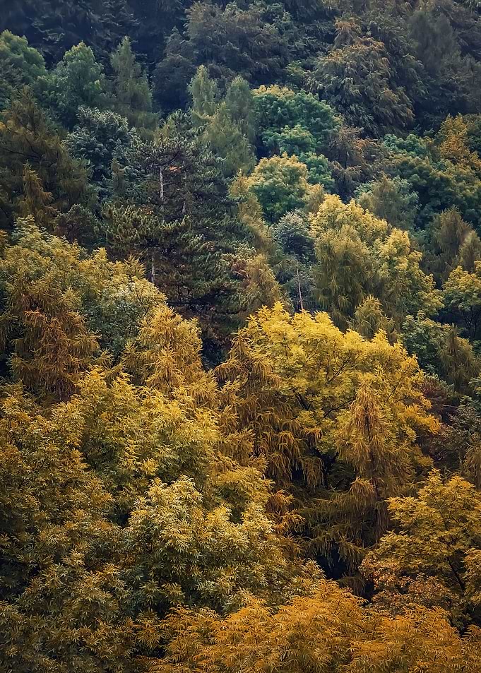 Colorful autumn trees
