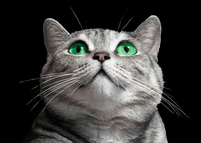 Cat Animal