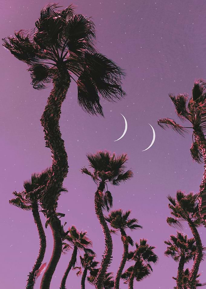 Palm Vibes