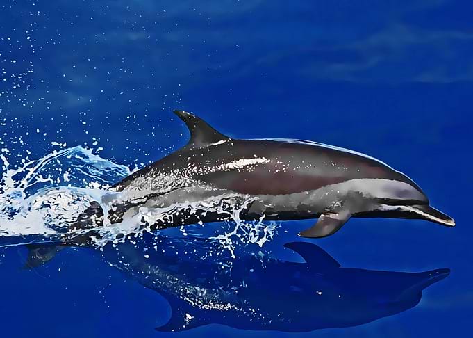 swimming dolphin