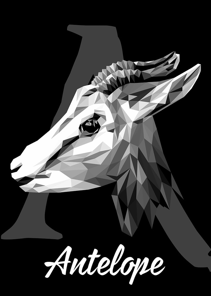 Antelope