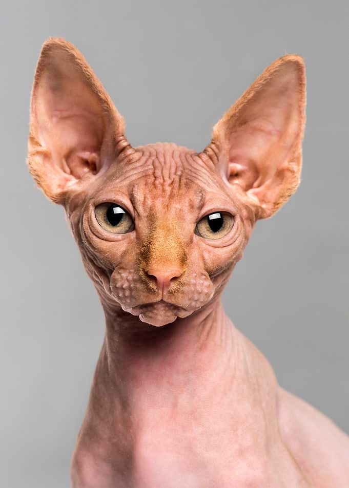 Cat Animal