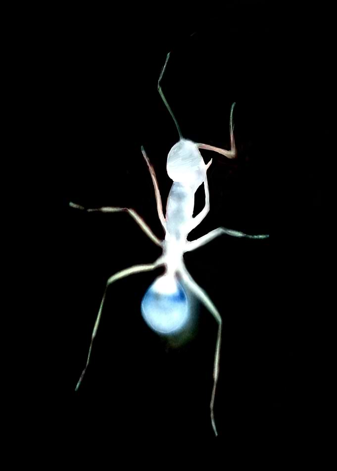 the ant