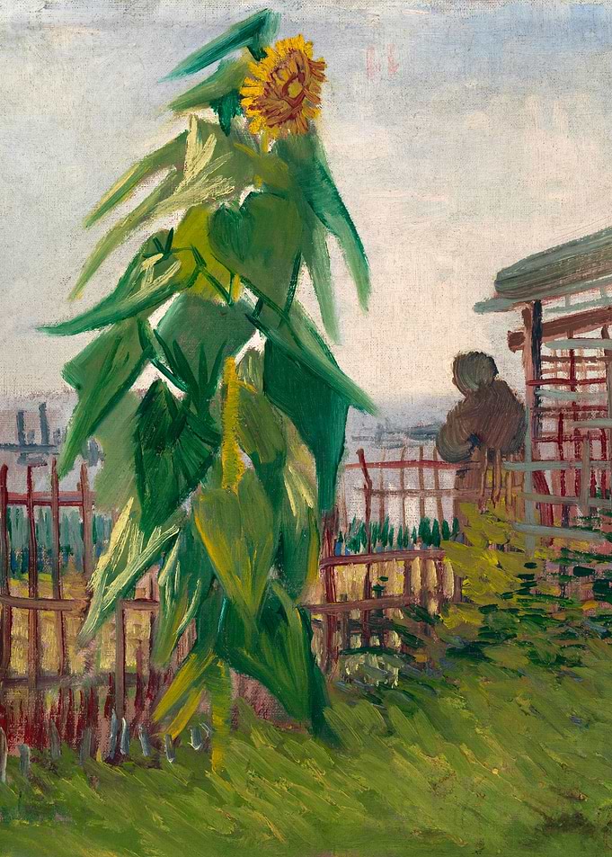 Allotment with Sunflower