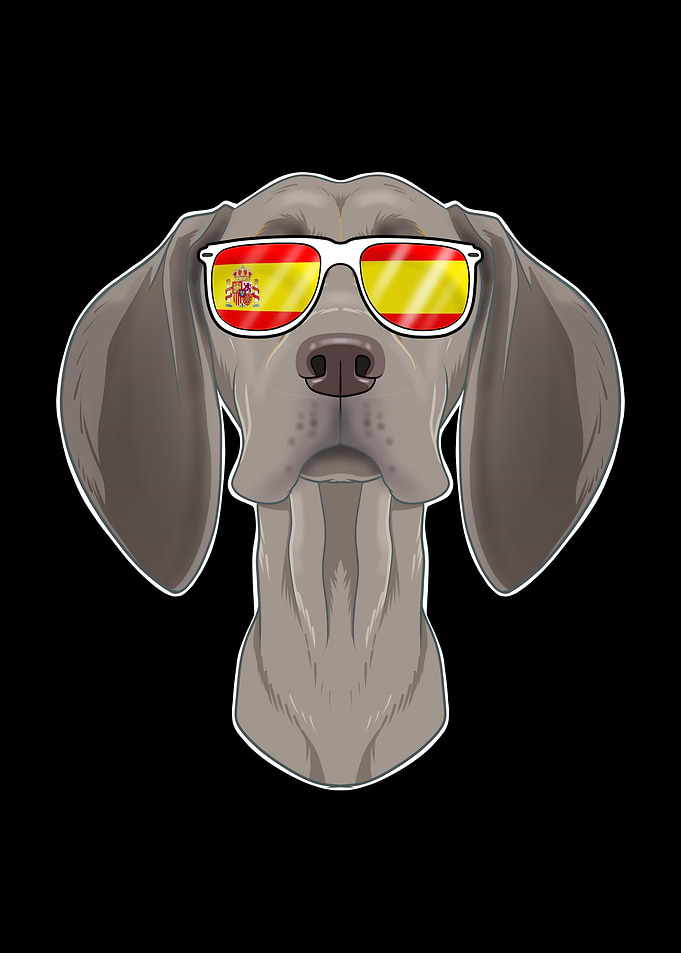 Weimaraner I Spain