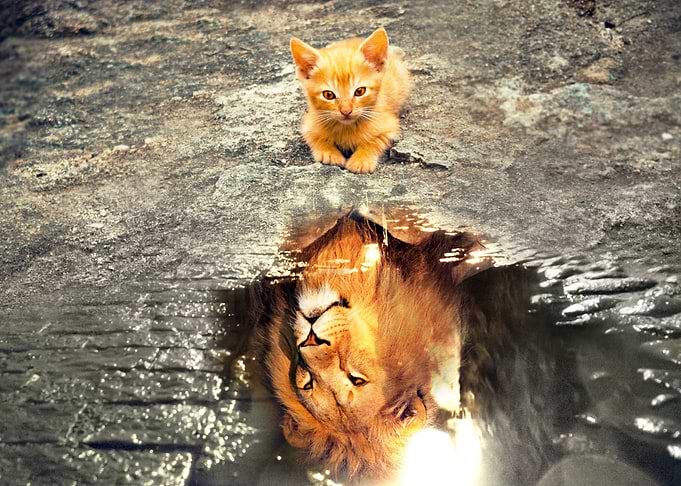 Cat reflect the Lion
