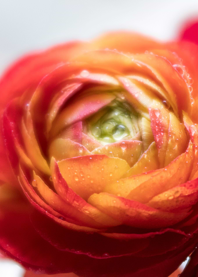 flower blossom