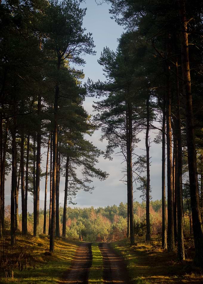 Forest Path