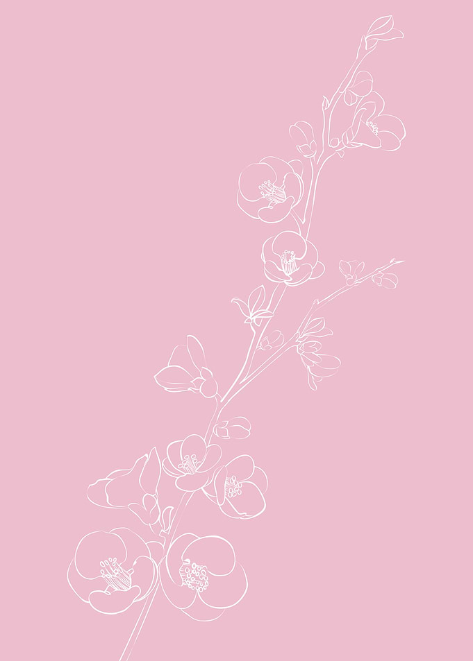 Sakura Cherry Blossom