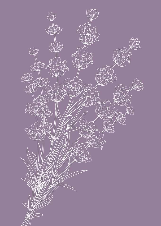 Lavender Flower