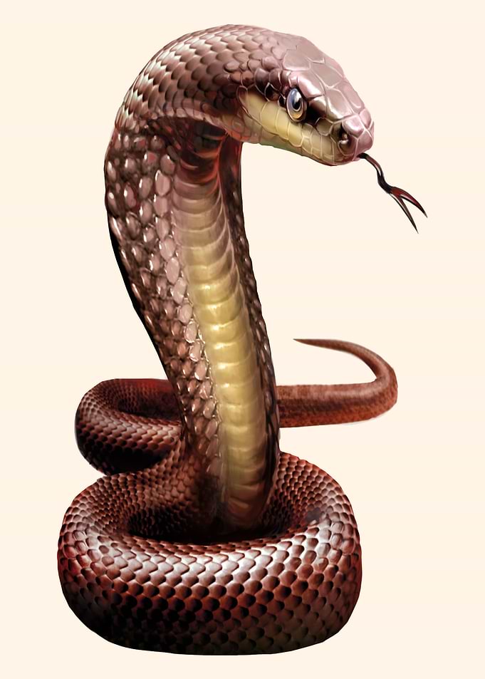 Snake Cobra Animal