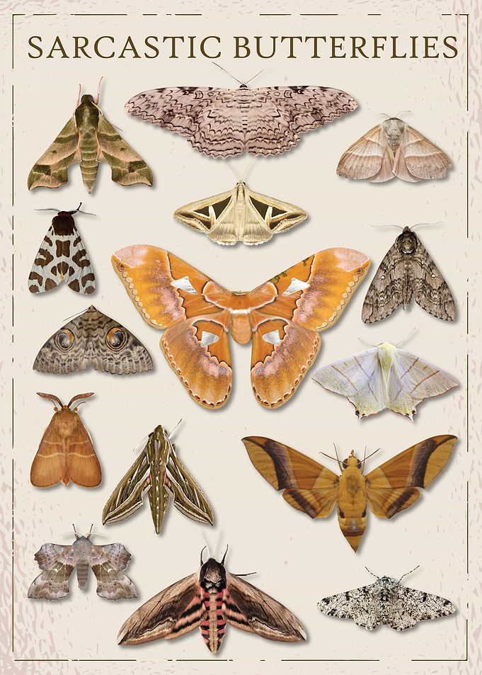 Sarcastic Butterfly Moth
