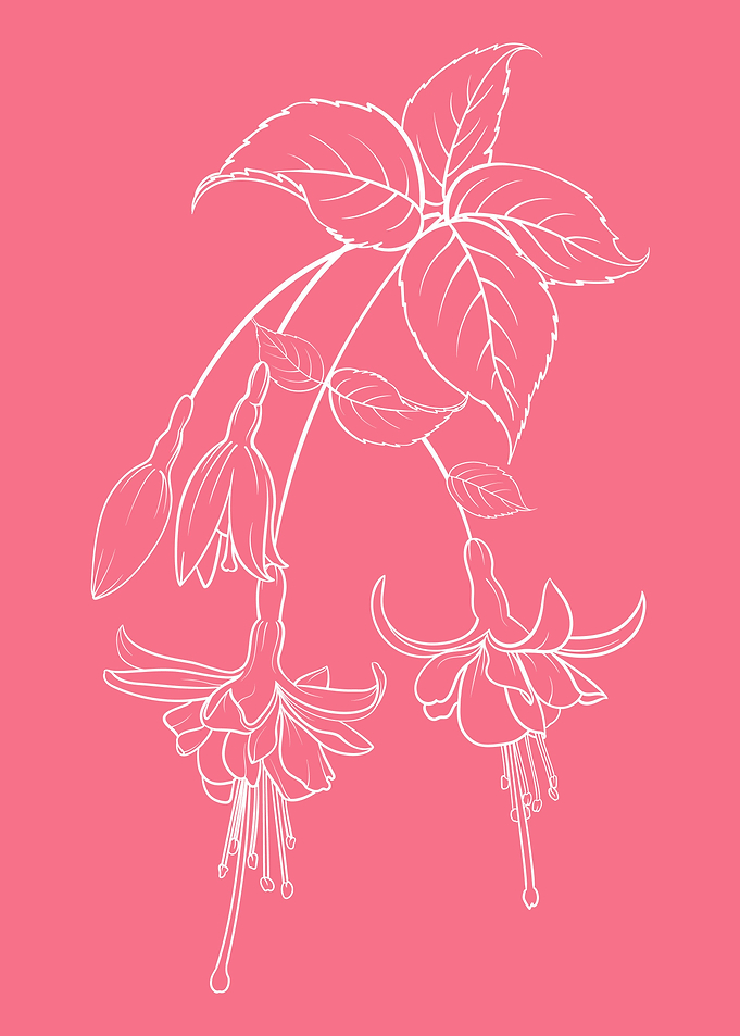 Fuchsia Flower