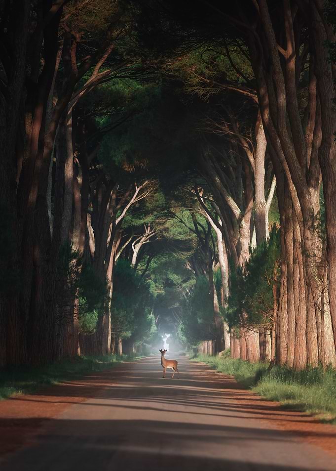 Tree Alley in Pisa