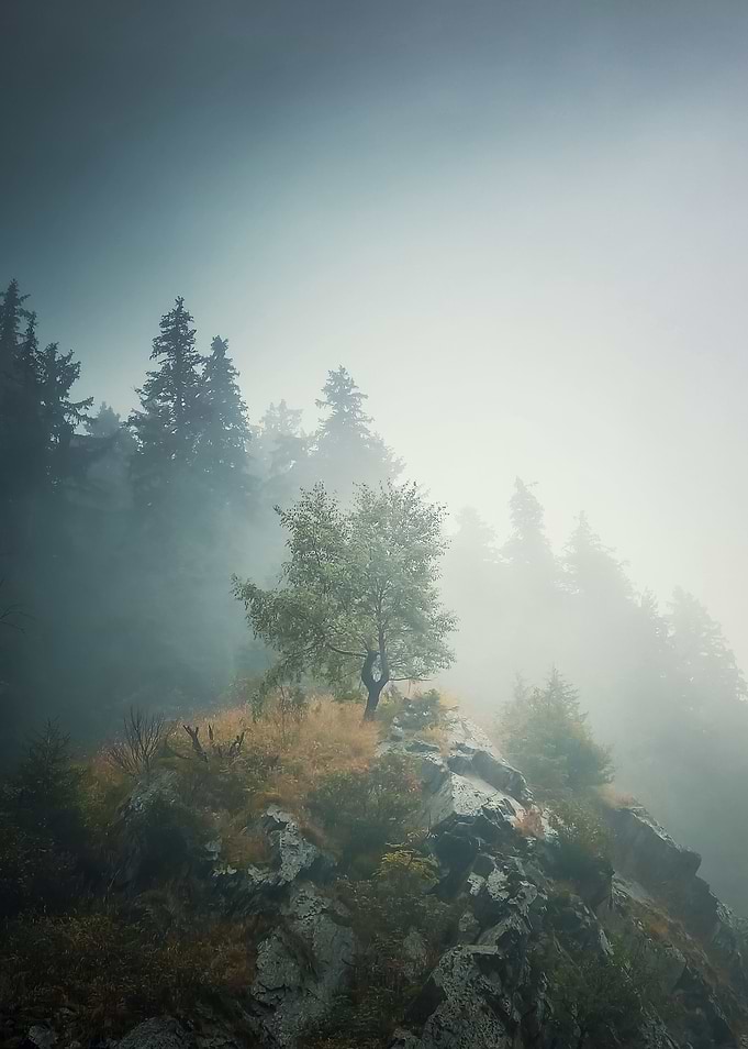Solitary tree in the mist