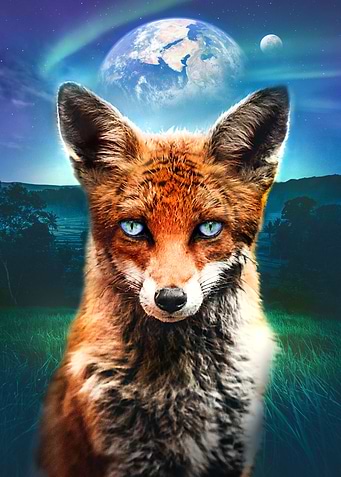 Fox at Night