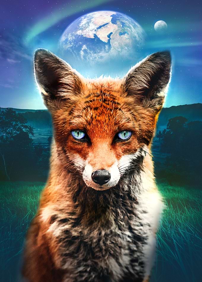 Fox at Night