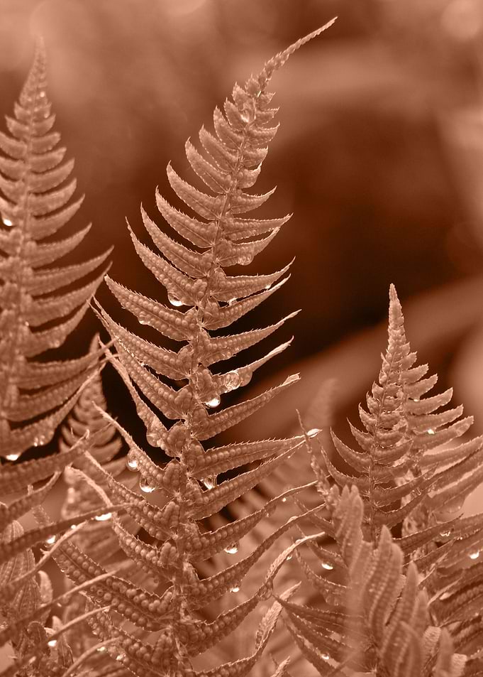fern brown