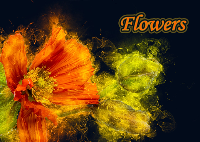 flower orange