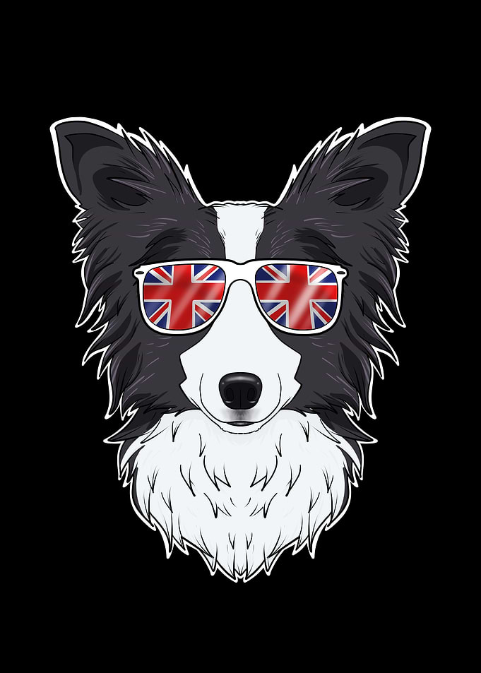 Border Collie UK