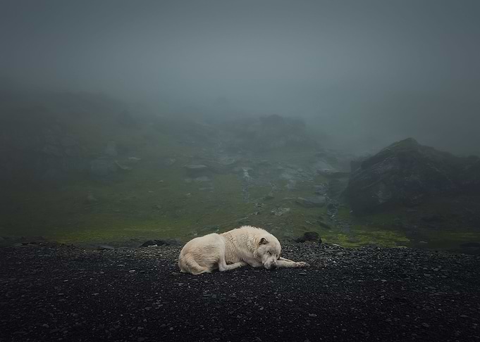 white wolf dog