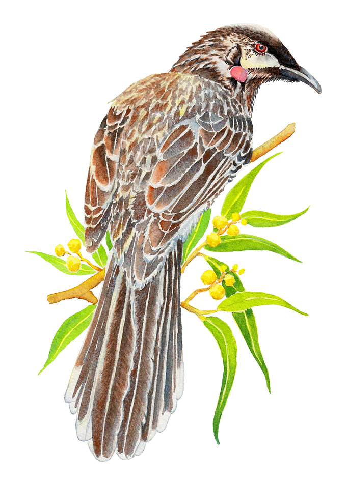 Red Wattlebird