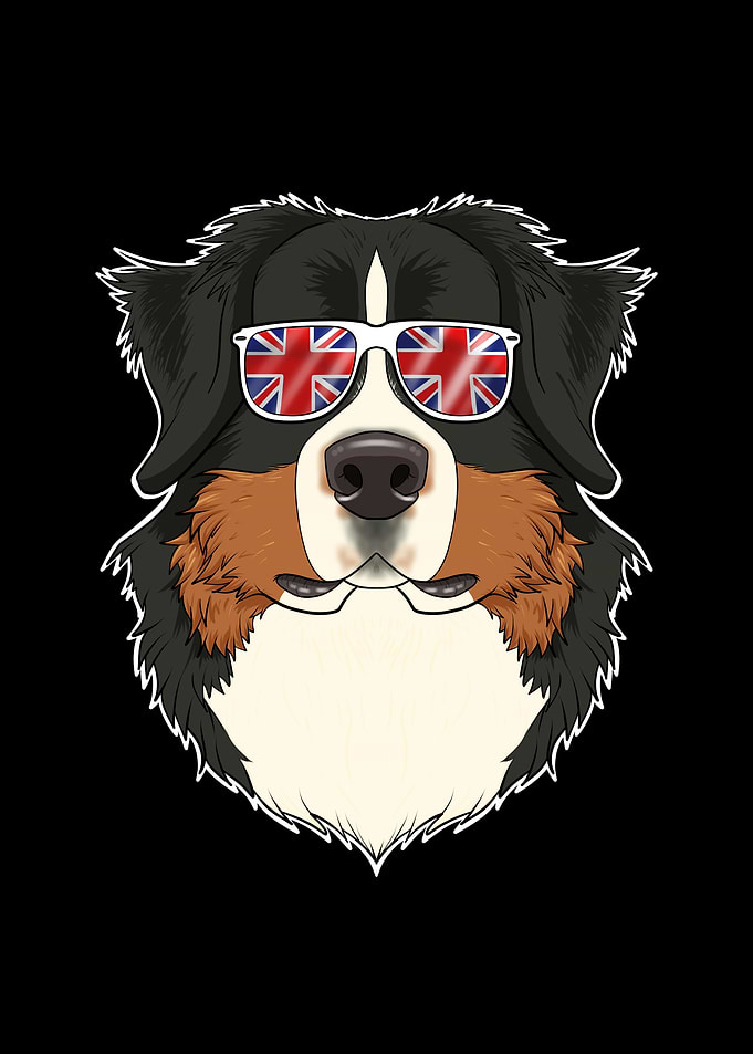 Bernese Mountain Dog UK