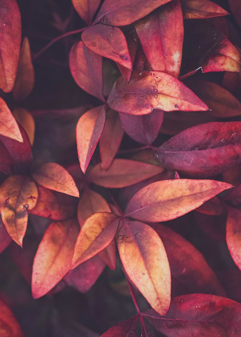 red leaf