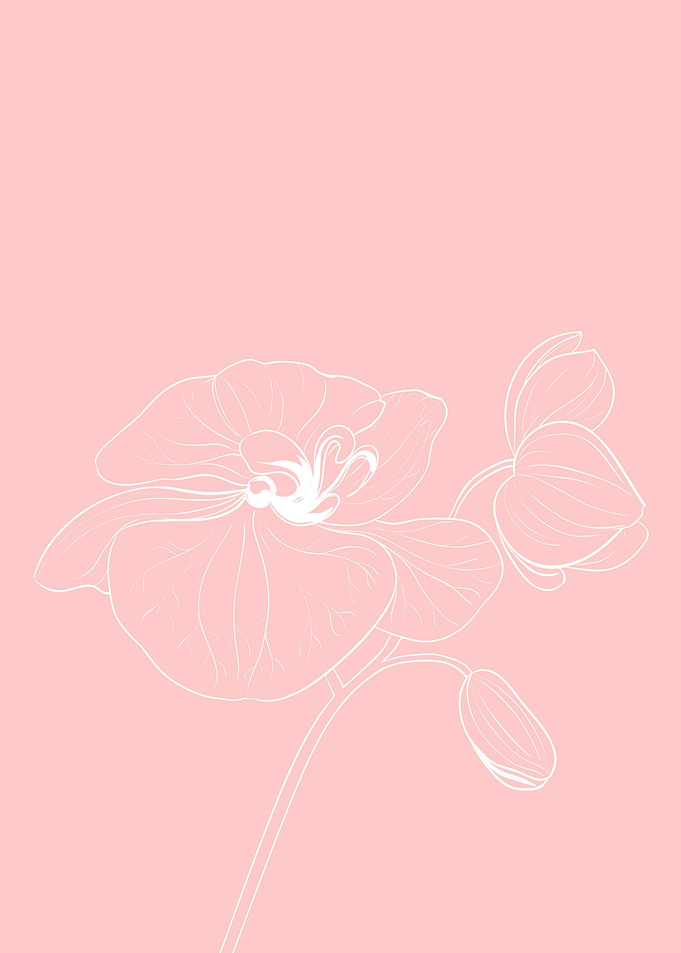 Orchid Flower