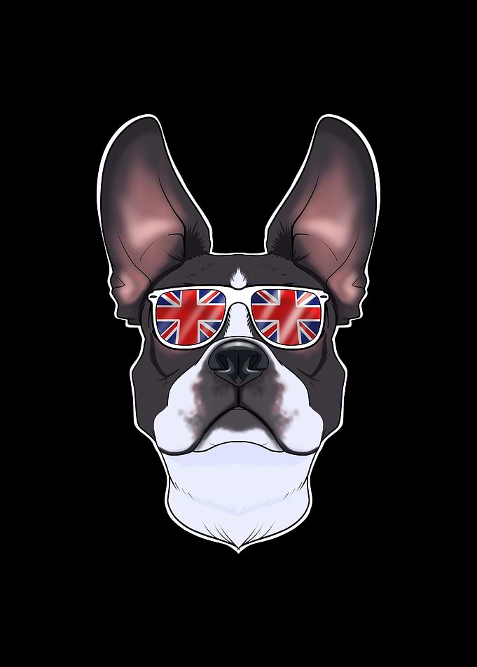 Boston Terrier UK
