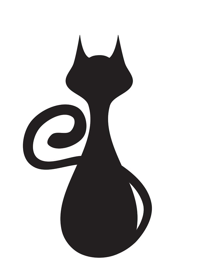 Black cat