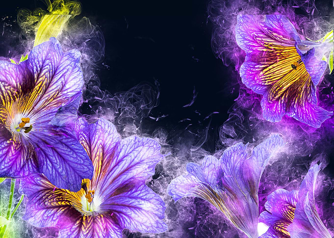 lily purple flower