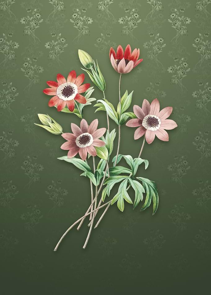 Vintage Broad Leaf Anemone
