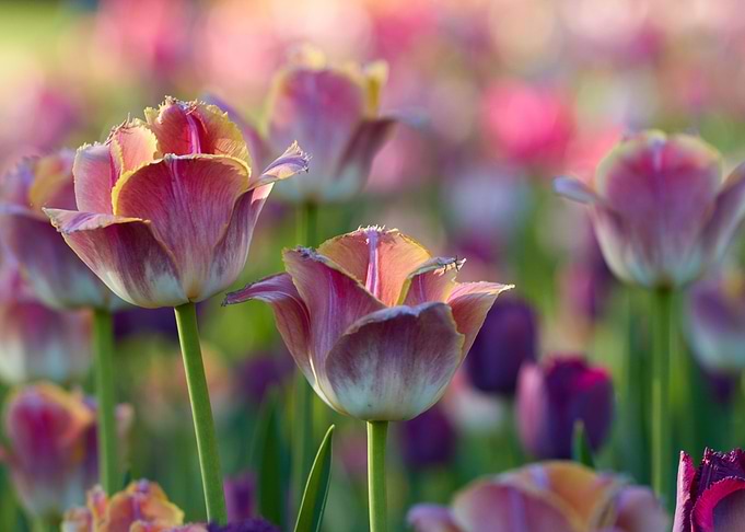 tulips