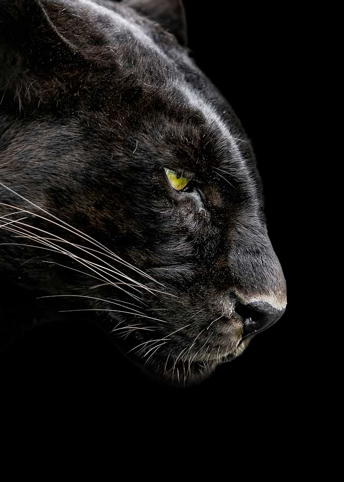 black panther face poster
