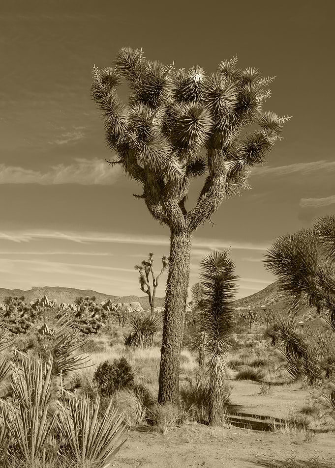 palm desert
