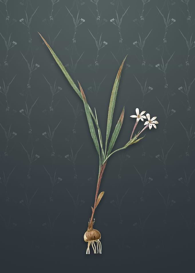Gladiolus Inclinatus