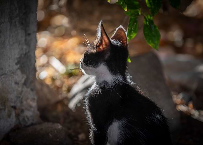 Kitten, pet, green eyes