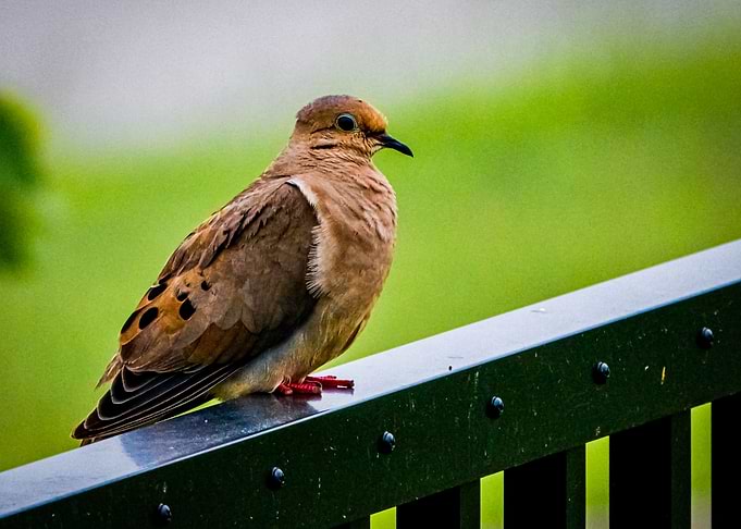 Tired Pigeon
