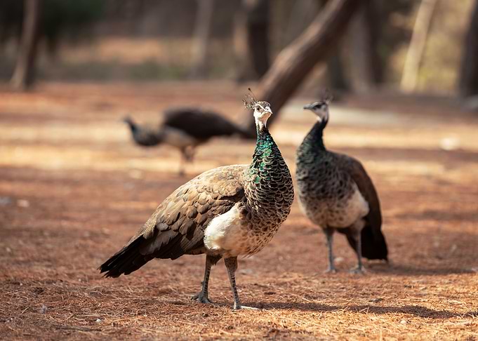 Colorful peacocks, Greece