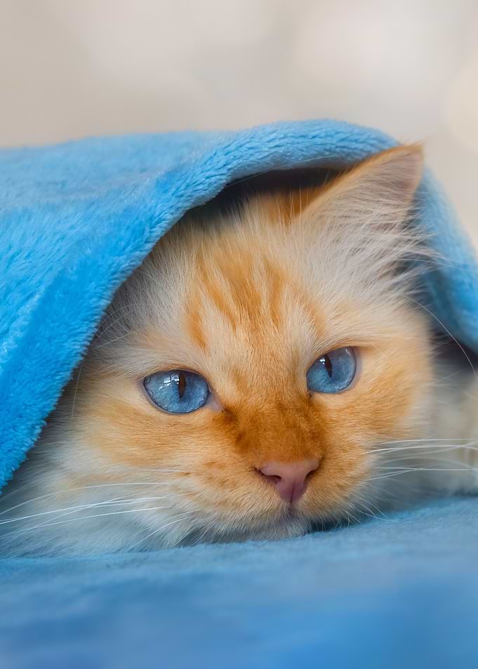 Cat in towel