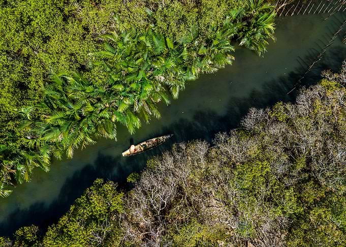 Amazing mangroves scenery