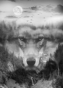 Wolf in the Fog