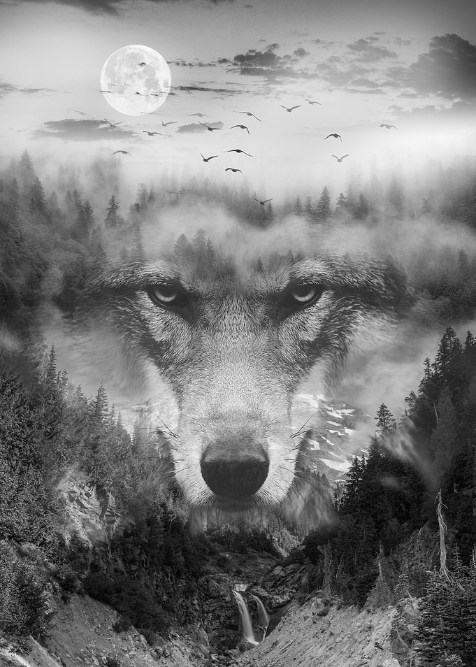 Wolf in the Fog