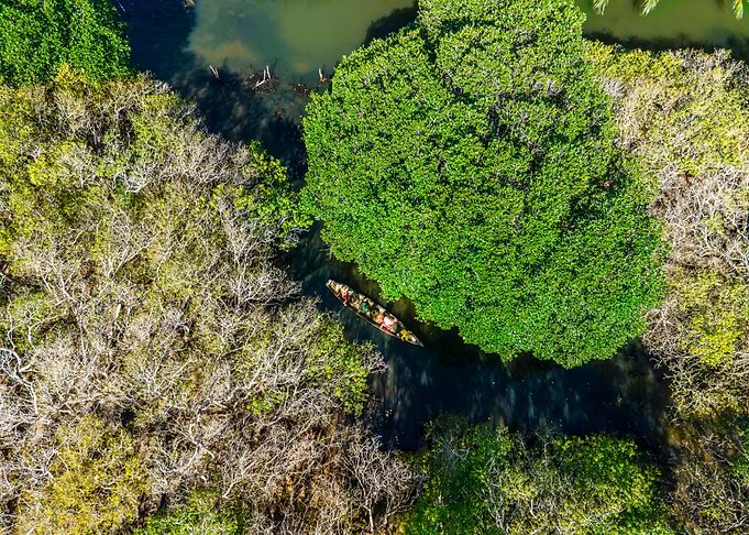 Amazing mangroves scenery