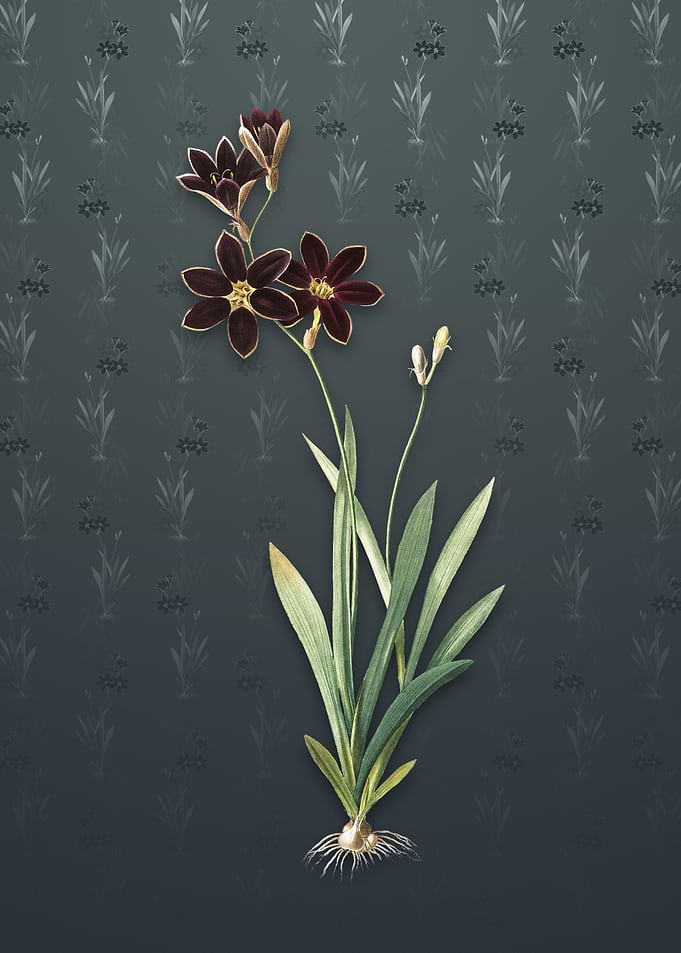 Vintage Ixia Grandiflora