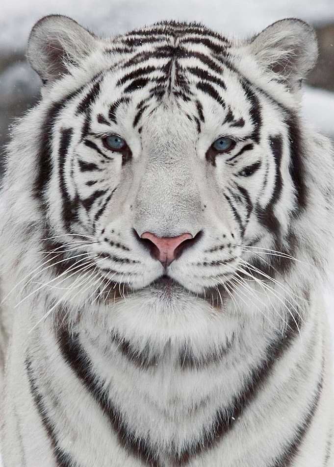 White tiger