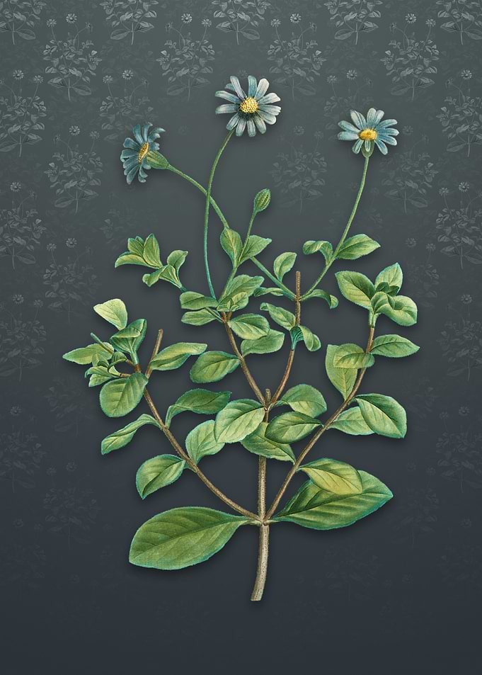 Blue Marguerite Plant