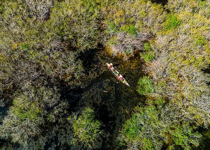 Amazing mangroves scenery